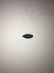 Poecilonota cyanipes