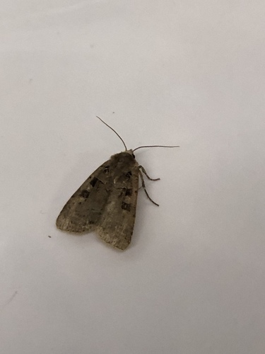 Double Square-spot photo 2