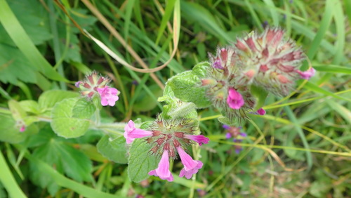 jarva obyčajná (Clinopodium vulgare)