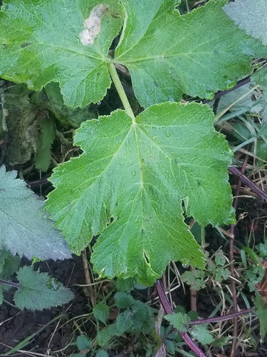 American Cow-parsnip foliage