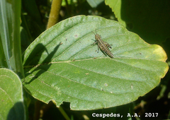 Schistocerca cancellata