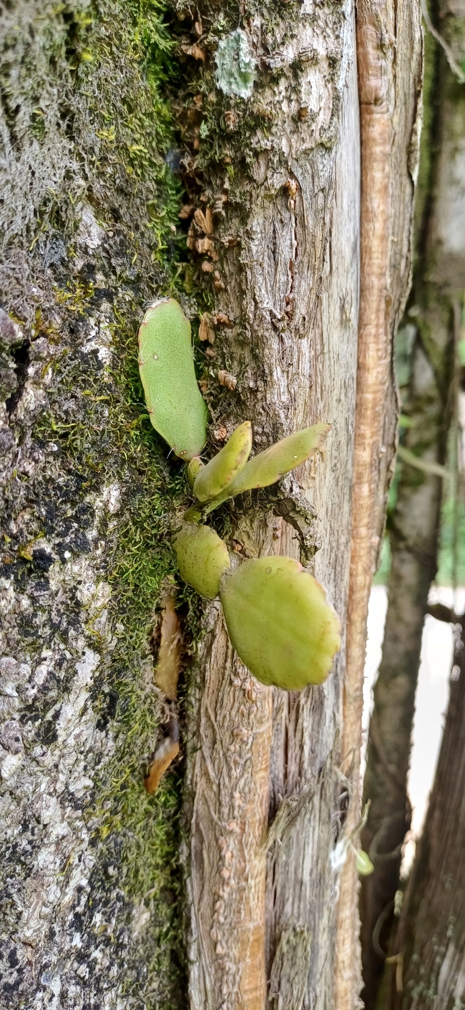Imagem de Cacto-macarrão