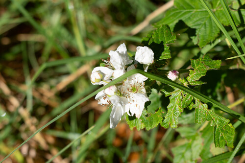 Rubus argutus