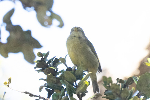 Hawaii Akepa (Loxops coccineus), photo 5