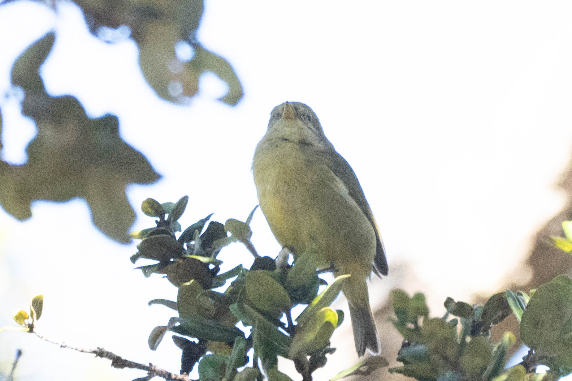 Hawaii Akepa (Loxops coccineus), photo 5