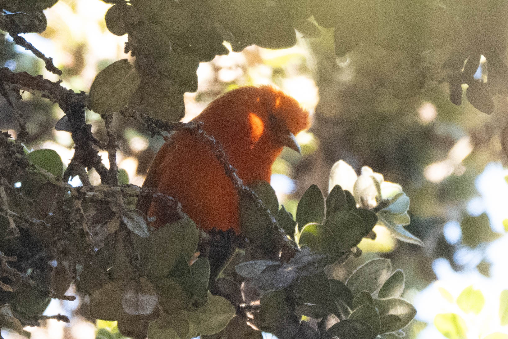 Hawaii Akepa (Loxops coccineus), photo 4