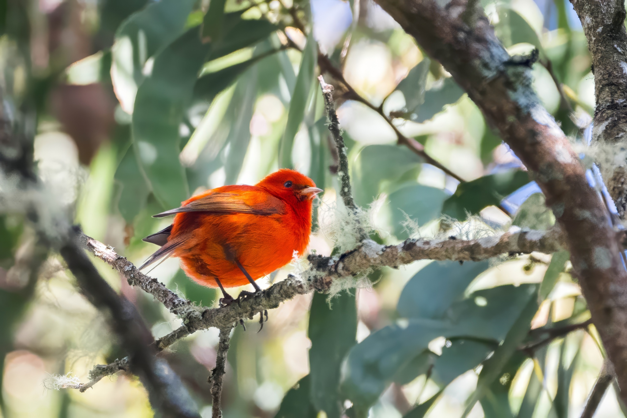 Hawaii Akepa (Loxops coccineus), photo 10