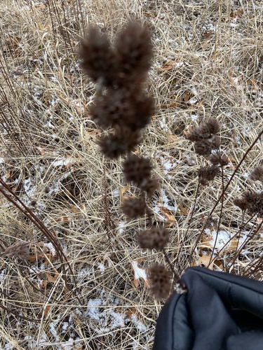 Foto de Lespedeza capitata
