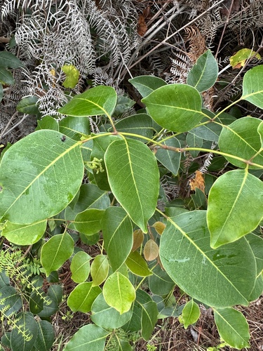 Foto de Maçaranduba