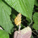 Zacate Blanco Tree Frog - Photo (c) Josiah Townsend, some rights reserved (CC BY-NC-ND), uploaded by Josiah Townsend