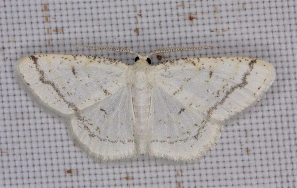 Virgin Moth