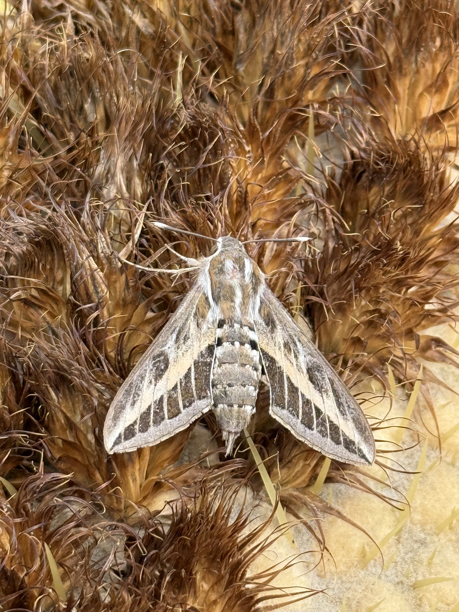 Hyles livornica