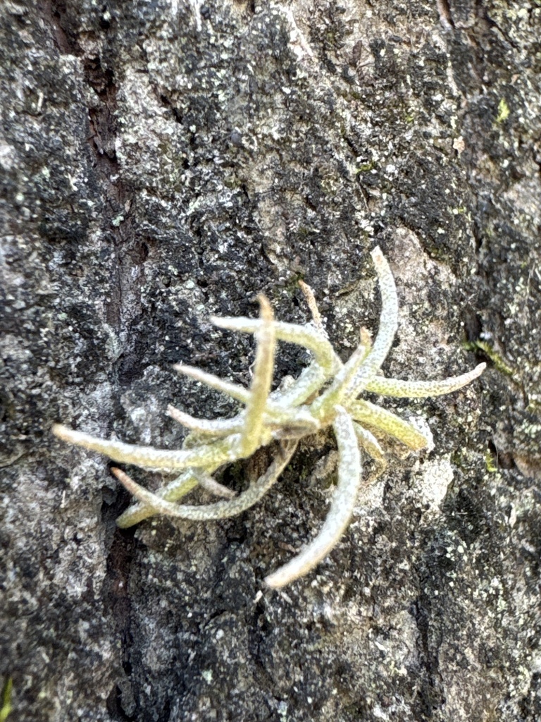 Foto de Cravo-do-mato