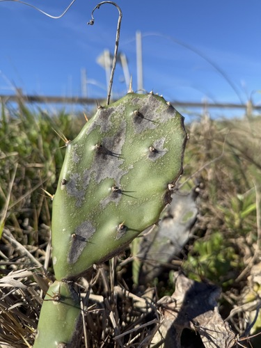 Foto de Palma de espinhos