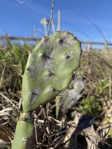 Foto de Palma de espinhos