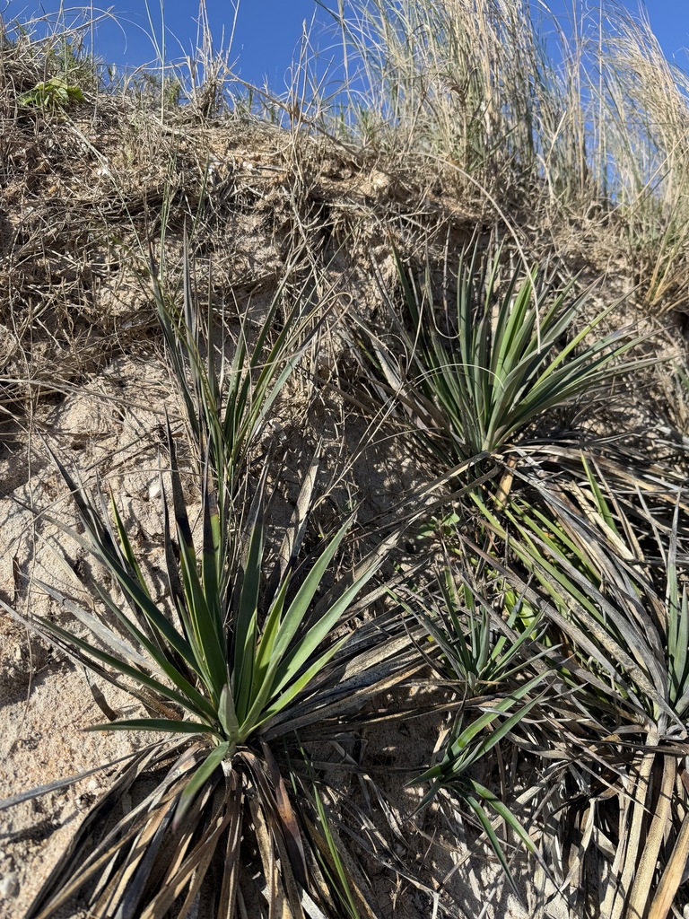 Foto de Yucca