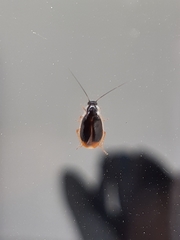 Blattodea