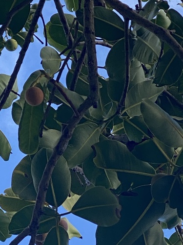 Foto de Pitomba?