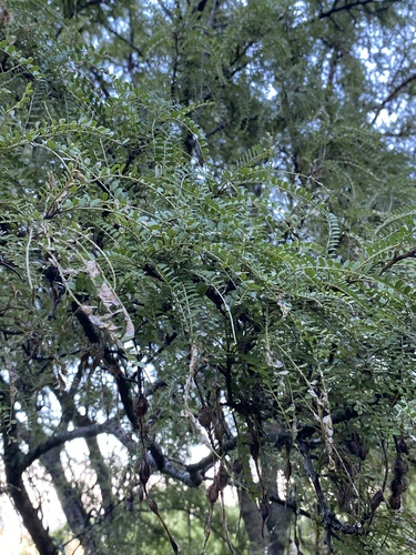 Kowhai