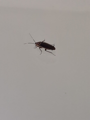 Blattodea