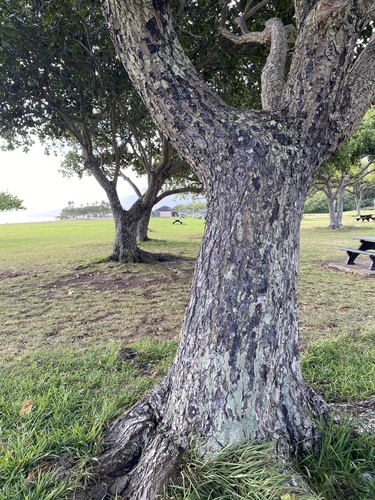 Foto de Pitomba?