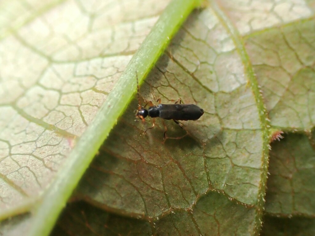 Protomaltypus
