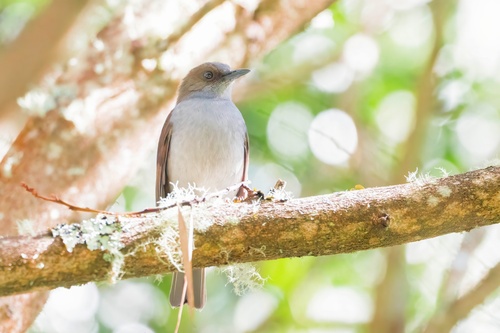 omao (Myadestes obscurus)