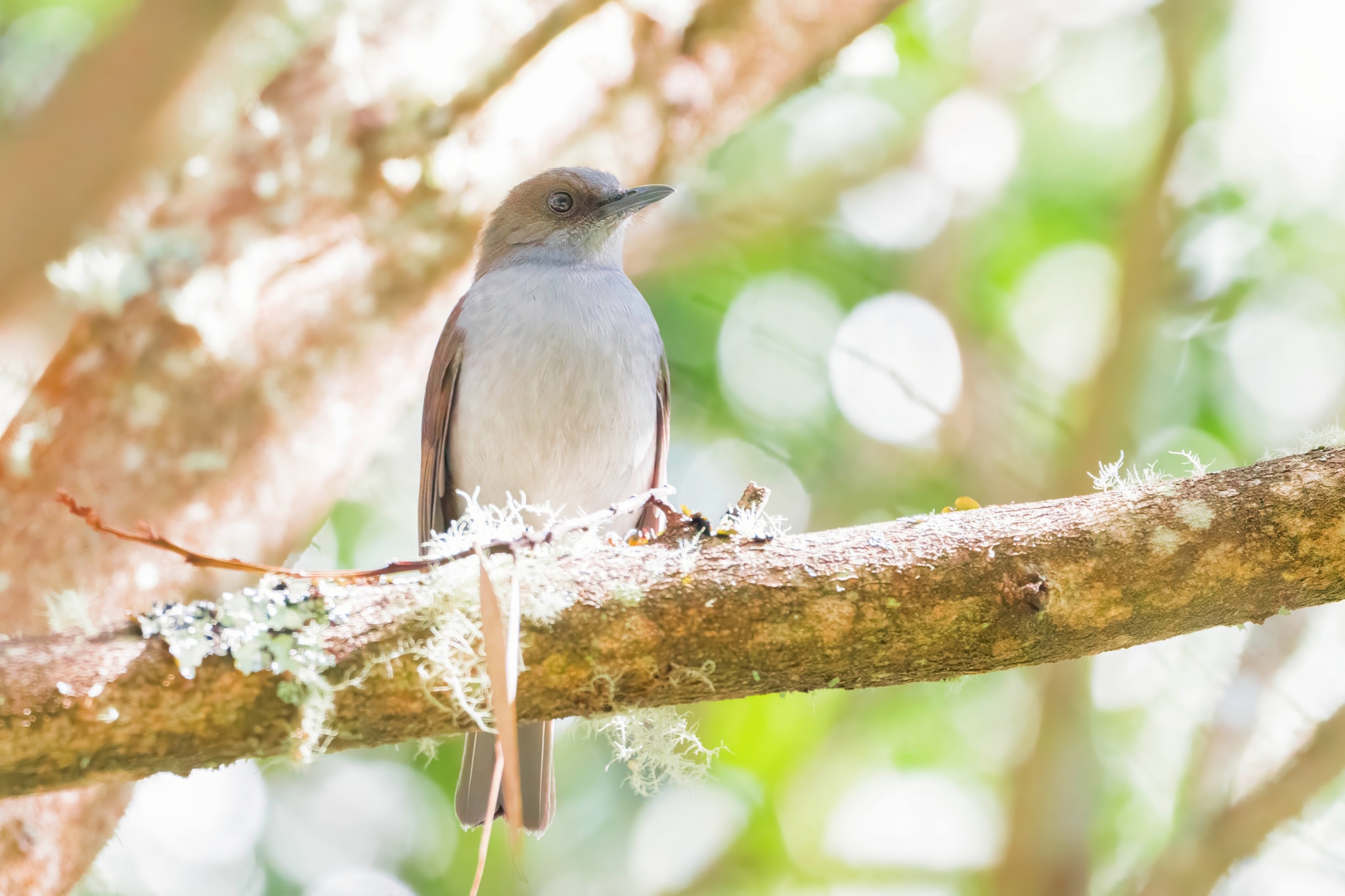 Omao (Myadestes obscurus)