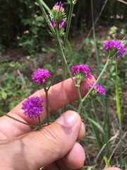 Vernonia acaulis
