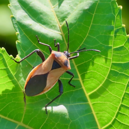 Sagotylus confluens (Sagotylus confluens)