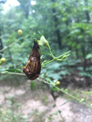 Aureolaria grandiflora