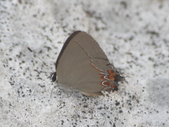 Calycopis isobeon