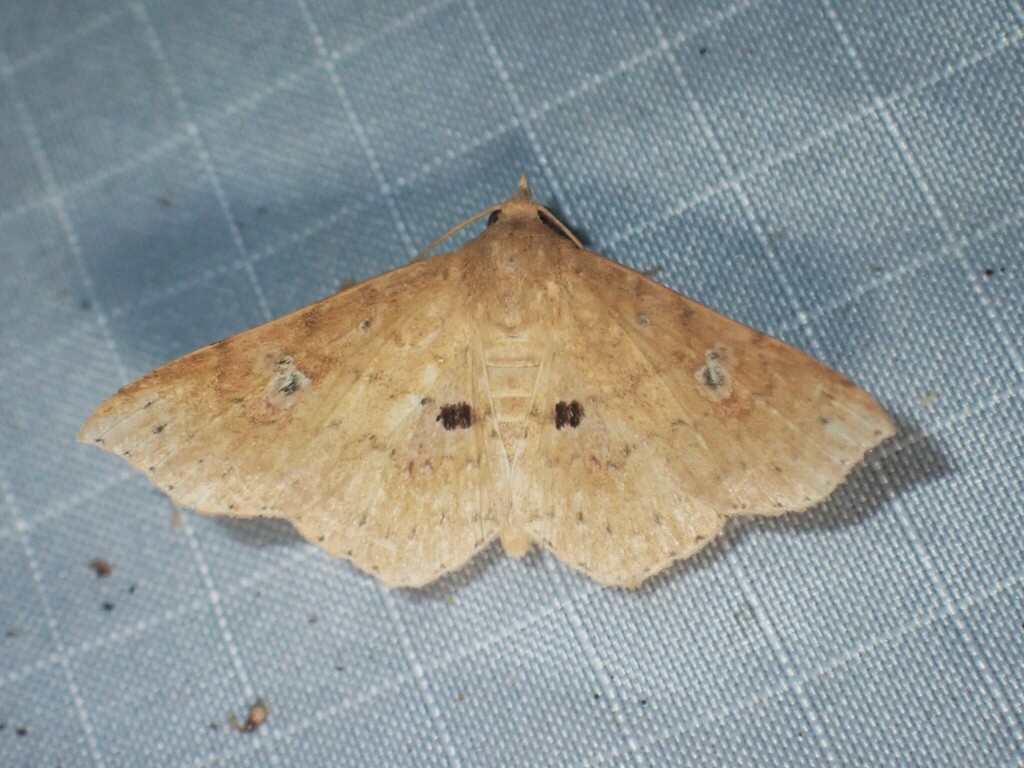 Oxidercia atripustula