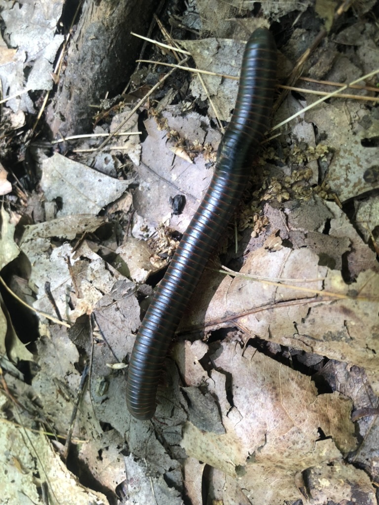 American Giant Millipede Complex