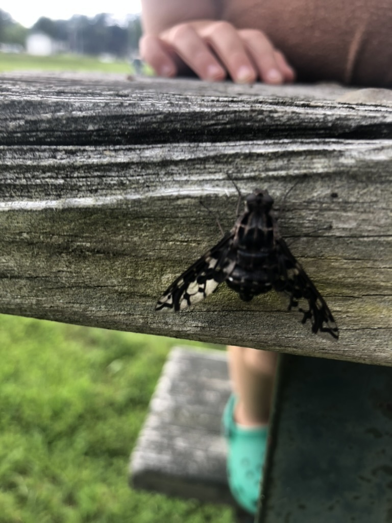 Tiger Bee Fly