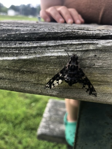 Tiger Bee Fly