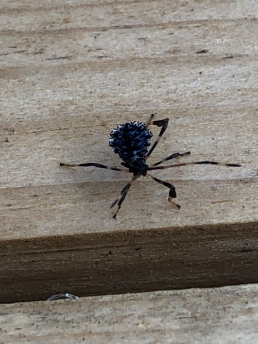 Acanthocephala terminalis