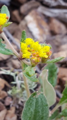 Eriogonum wootonii