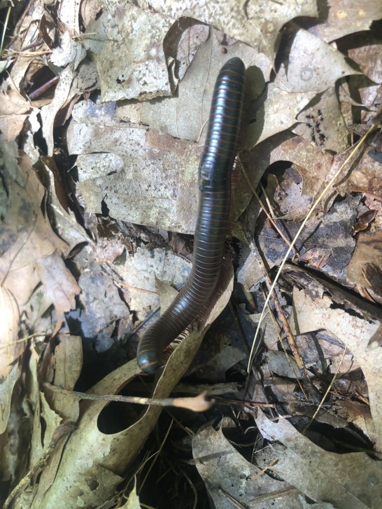 American Giant Millipede Complex