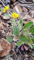 Eriogonum wootonii