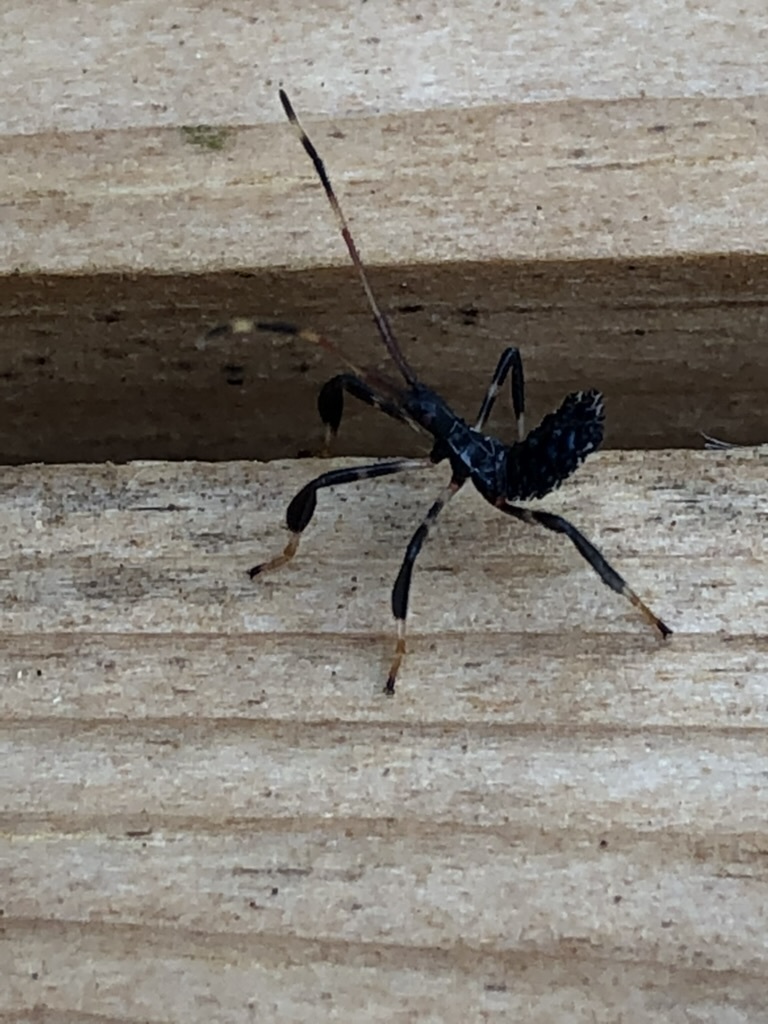 Acanthocephala terminalis
