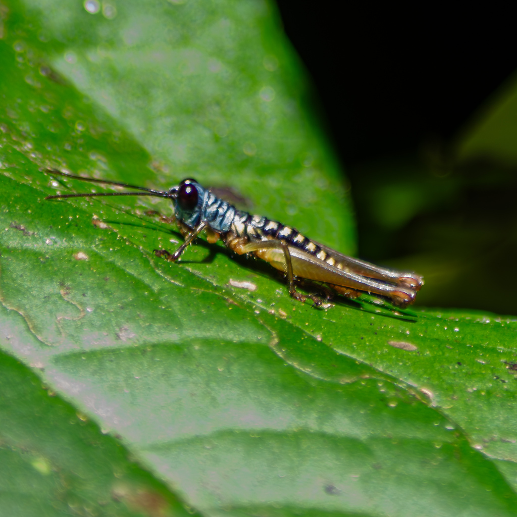 Micropaon lucens