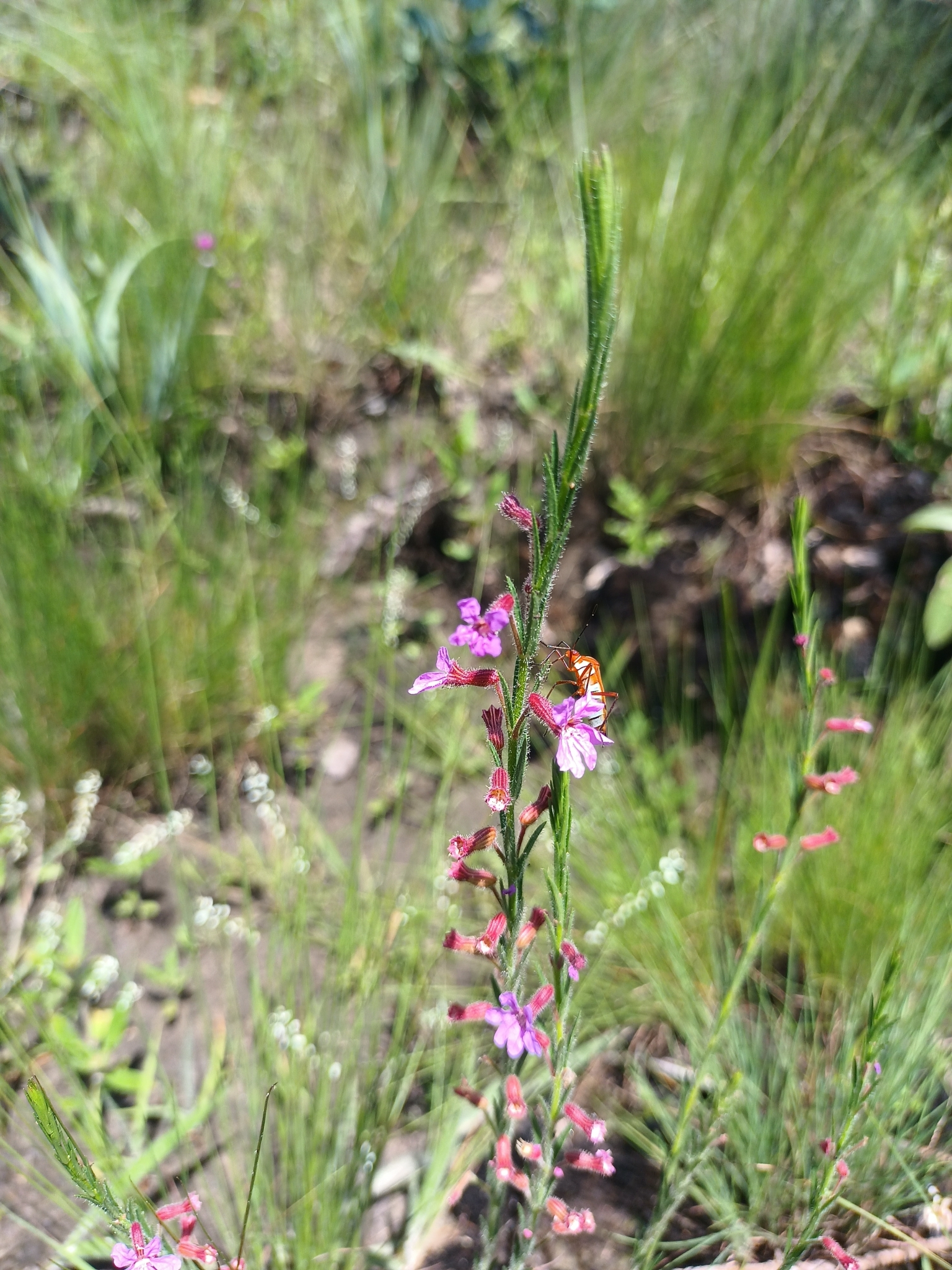 Cuphea hyssopoides