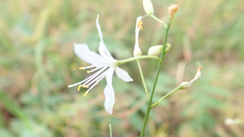 jagavka konáristá (Anthericum ramosum)