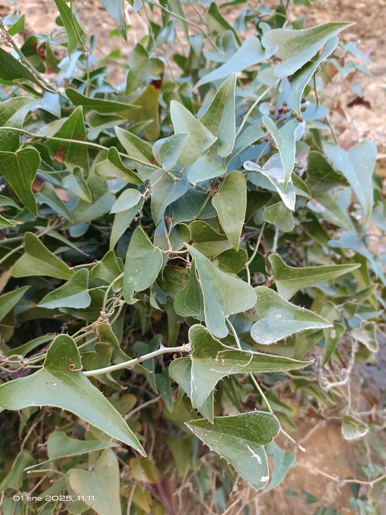 Foto de Salsaparrilha