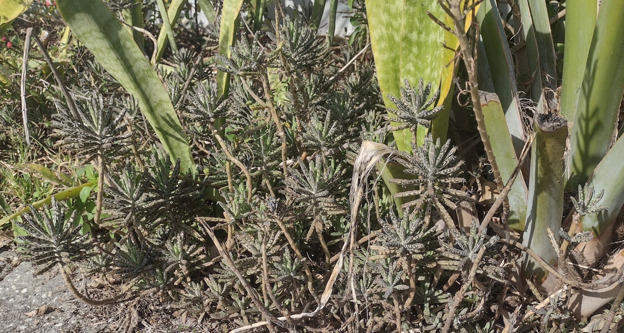 Imagem de Flor da fortuna