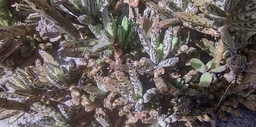 Foto de Flor da fortuna