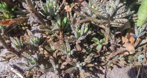 Foto de Flor da fortuna