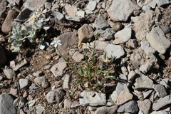 Eremogone capillaris