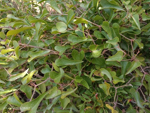 Foto de Salsaparrilha